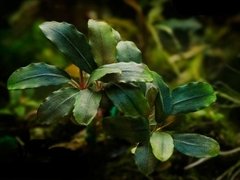 Bucephalandra sp. Aragon