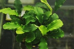 Bucephalandra sp. Green Wave - comprar online