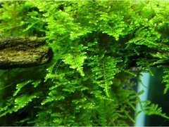 China Moss - Vesicularia sinensis