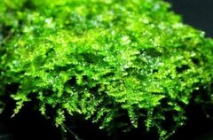 China Moss - Vesicularia sinensis - comprar online