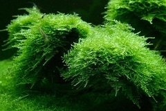 Cristmass Moss - Vesicularia Montagnei - comprar online