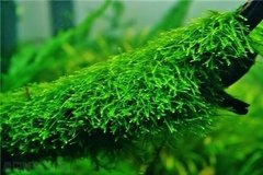 Creeping Moss - Vesicularia sp. na internet