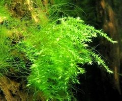Crescent Moss - Drepanocladus aduncus na internet