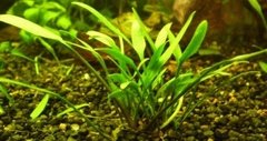 Cryptocoryne Amicorum - comprar online