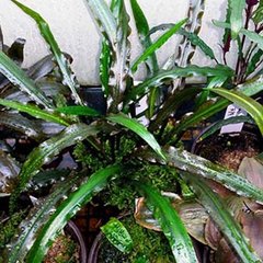 Cryptocoryne spiralis