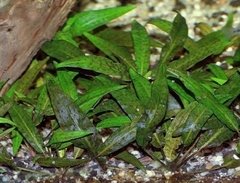 Cryptocoryne affinis na internet