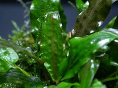 Cryptocoryne affinis