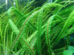 Cryptocoryne balansae green - comprar online