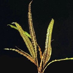 Cryptocoryne balansae red - comprar online