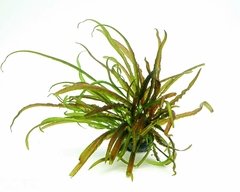 Cryptocoryne balansae red na internet