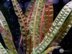 Cryptocoryne balansae red