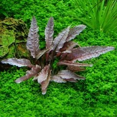 Cryptocoryne Flamingo Dennerle na internet