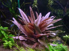 Cryptocoryne Flamingo Dennerle - comprar online