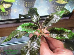 Cryptocoryne wendtii "Green Gecko"