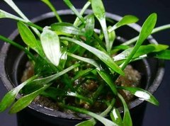 Cryptocoryne parva - comprar online