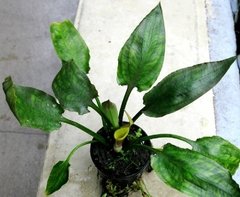 Cryptocoryne pontederifolia "Aceh Sumatra" - comprar online