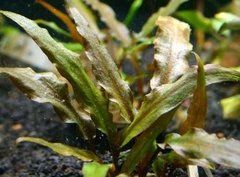 Cryptocoryne undulata