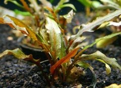 Cryptocoryne undulata - comprar online