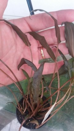 Cryptocoryne Veinghera - comprar online