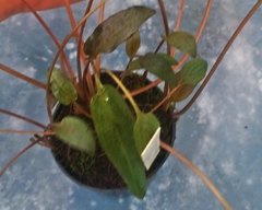 Cryptocoryne Veinghera