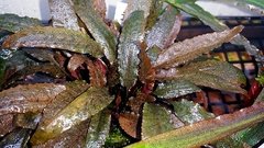 Cryptocoryne wendtii "Mi-Oya"