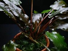 Cryptocoryne wendtii "Mi-Oya" na internet