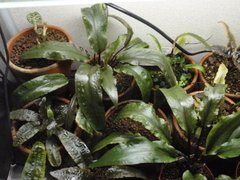 Cryptocoryne wendtii "Brown" na internet