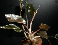 Cryptocoryne wendtii "Brown" - comprar online