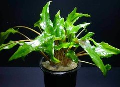 Cryptocoryne wendtii "Green"