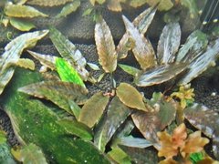 Cryptocoryne wendtii "Tropica"