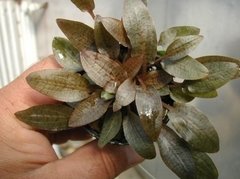 Cryptocoryne wendtii "Tropica" - comprar online