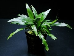 Cryptocoryne x-willisii "pygmaea" na internet