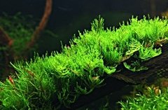 Erect Moss - Vesicularia reticulata