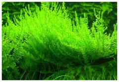 Erect Moss - Vesicularia reticulata - comprar online