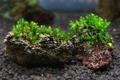 Fissidens sp. Mine Nobilis - comprar online