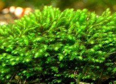 Fissidens splachnobryoides - Mine Phoenix Moss na internet