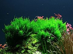 Flame Moss - Taxiphyllum sp. - comprar online