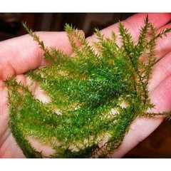 Depranocladus sp. Flat Moss - comprar online