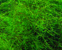 Giant Moss - Taxiphyllum sp - comprar online