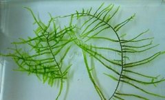 Giant Moss - Taxiphyllum sp na internet