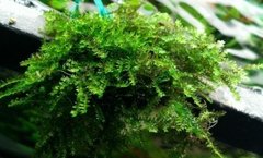Queen Moss - Hydropogonella Gymnostoma na internet