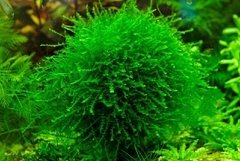Queen Moss - Hydropogonella Gymnostoma - comprar online