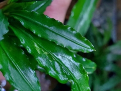 Bucephalandra sp. Biblis narrow leaf na internet