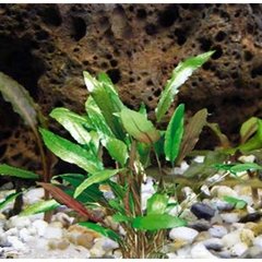 Cryptocoryne lutea na internet