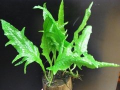 Microsorium sp. Fork Leaf - comprar online