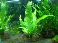 Microsorium sp. Kalimantan - comprar online