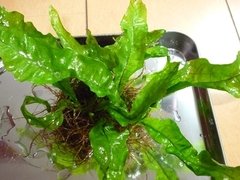 Microsorium sp. Krabi Wave Leaf - comprar online