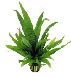 Microsorium latifolia - comprar online
