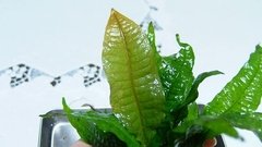 Microsorium sp. Malaysia Penang - comprar online