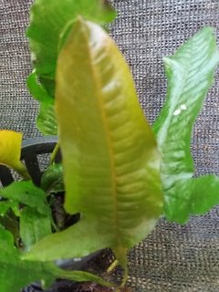 Microsorium sp. coffefolia na internet